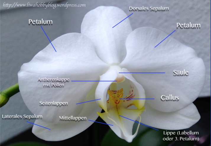 Aufbau einer Phalaenopsis-Blüte