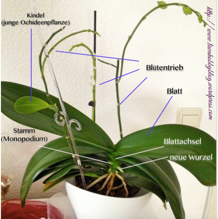 Aufbau der Phalaenopsis-Pflanze